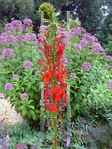 Picture of Lobelia cardinalis 