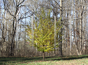 Picture of Styrax japonicum 