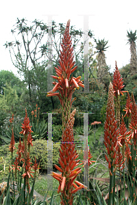 Picture of Aloe arborescens 'William Hertich'