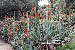 Picture of Aloe arborescens 'William Hertich'