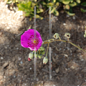 Picture of Calandrinia grandiflora 