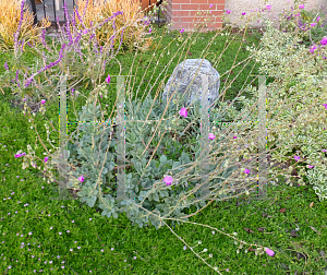 Picture of Calandrinia grandiflora 