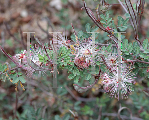 Picture of Calliandra eriophylla 