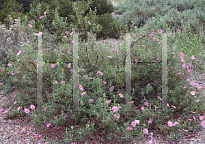 Picture of Cistus x purpureus 