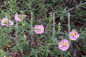 Picture of Cistus x purpureus 