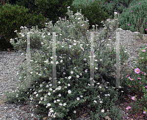 Picture of Cistus x skanbergii 