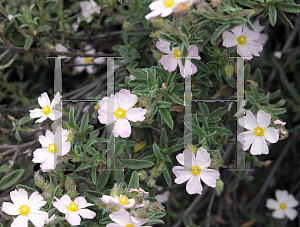 Picture of Cistus x skanbergii 