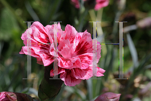 Picture of Dianthus  'Sugar Plum'