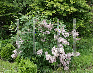 Picture of Syringa x tribrida 'Lark Song'