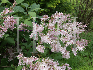 Picture of Syringa x tribrida 'Lark Song'