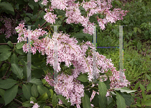 Picture of Syringa x tribrida 'Lark Song'