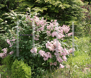 Picture of Syringa x tribrida 'Lark Song'