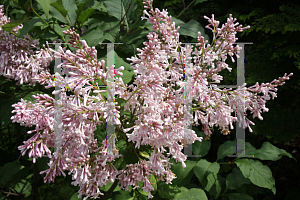 Picture of Syringa x tribrida 'Lark Song'