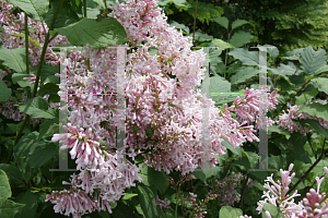 Picture of Syringa x tribrida 'Lark Song'