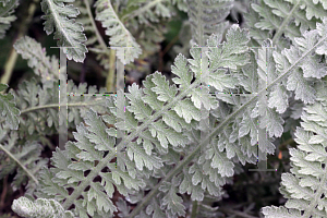 Picture of Achillea millefolium 'Moonshine'