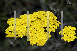 Picture of Achillea millefolium 'Moonshine'