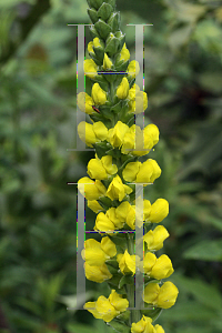 Picture of Thermopsis villosa 