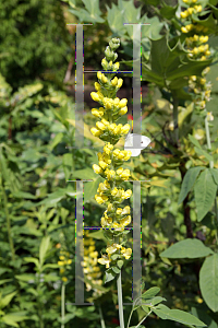 Picture of Thermopsis villosa 