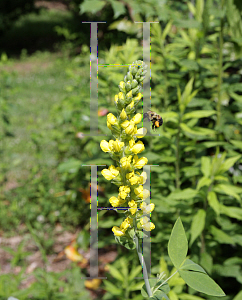 Picture of Thermopsis villosa 