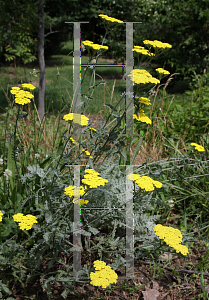 Picture of Achillea millefolium 'Moonshine'