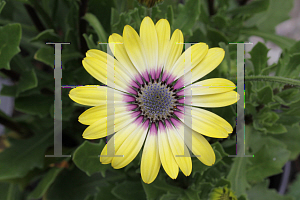 Picture of Osteospermum ecklonis 'Balostlueye (Blue Eyed Beauty)'