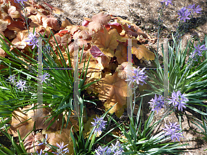 Picture of Heuchera  'Southern Comfort'