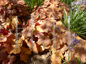 Picture of Heuchera  'Southern Comfort'