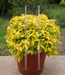 Picture of Spiraea japonica 'NCSXI (Double Play Candy Corn)'