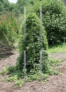 Picture of Acer palmatum 'Ryusen'