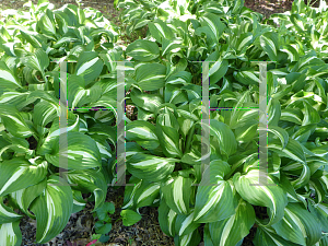 Picture of Hosta  'Undulata Univittata'