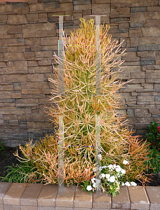 Picture of Euphorbia tirucalli 'Sticks on Fire'