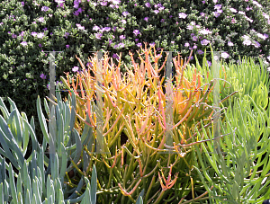 Picture of Euphorbia tirucalli 'Sticks on Fire'