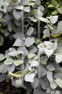 Picture of Fothergilla gardenii 'Blue Shadow'