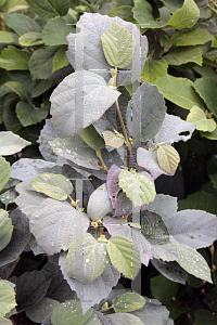 Picture of Fothergilla gardenii 'Blue Shadow'