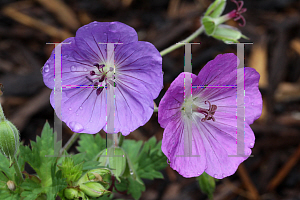 Picture of Geranium  'Rozanne'