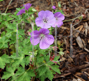 Picture of Geranium  'Rozanne'