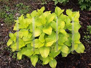 Picture of Hydrangea macrophylla 'Lemon Daddy'