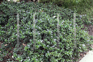 Picture of Ceanothus griseus var. horizontalis 'Yankee Point'