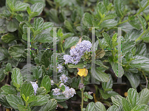 Picture of Ceanothus griseus var. horizontalis 'Yankee Point'