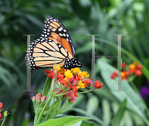 Picture of Asclepias curassavica 