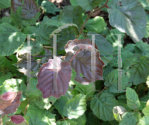 Picture of Corylus avellana 'Red Dragon'