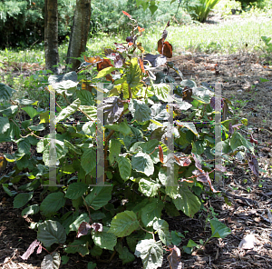 Picture of Corylus avellana 'Red Dragon'