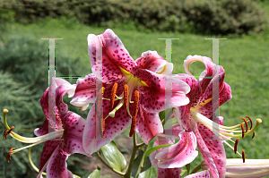 Picture of Lilium  'Stargazer'