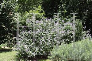 Picture of Vitex agnus-castus 