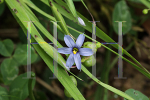 Picture of Sisyrinchium angustifolium 