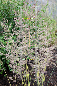 Picture of Calamagrostis x acutiflora 'Eldorado'