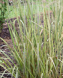 Picture of Calamagrostis x acutiflora 'Eldorado'