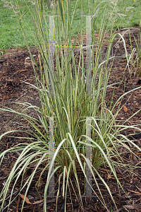 Picture of Calamagrostis x acutiflora 'Eldorado'