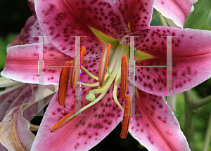 Picture of Lilium  'Stargazer'