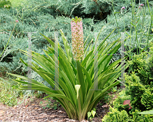 Picture of Eucomis comosa 'Reuben'